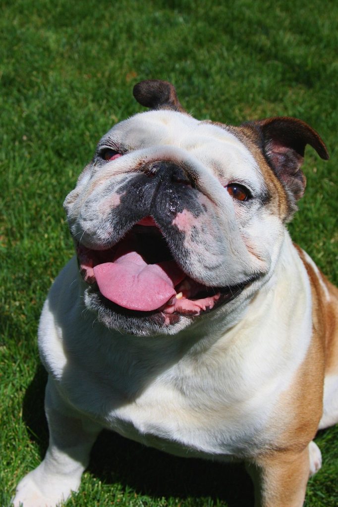 bulldog, bull dog, happy, english, nature, dog, smiling, animal, bully, breed, smile, cute, pet, grass