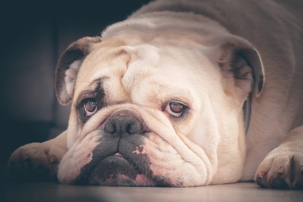 english bulldog, bulldog, pet, dog, cute, adorable, puppy, pedigree, nature, head, animal, animals, muzzle, face